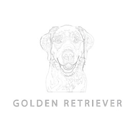 Golden Retriever - Printable Coloring page