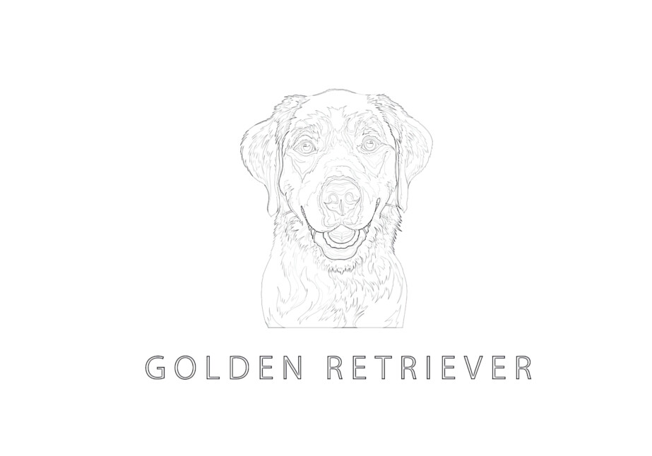 Golden Retriever - Coloring page