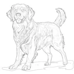 Golden Retriever Coloring Page - Printable Coloring page