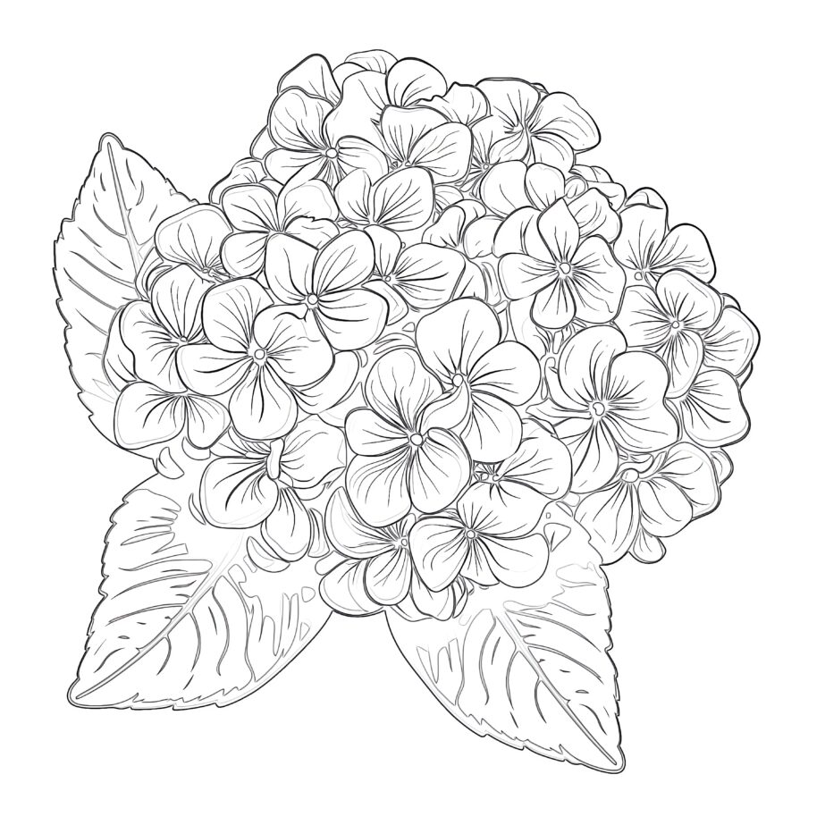 Flower Hydrangea Coloring Page