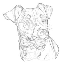 Jack Russel - Printable Coloring page