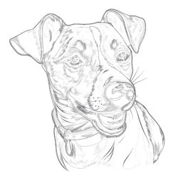 Jack Russel Page à Colorier - Page de coloriage imprimable