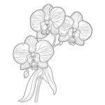 Orchid Flower Coloring Page