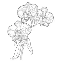 Orchid Flower Coloring Page - Printable Coloring page