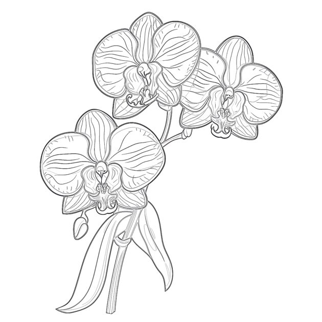 Orchid Flower Coloring Page | Coloring Pages Mimi Panda