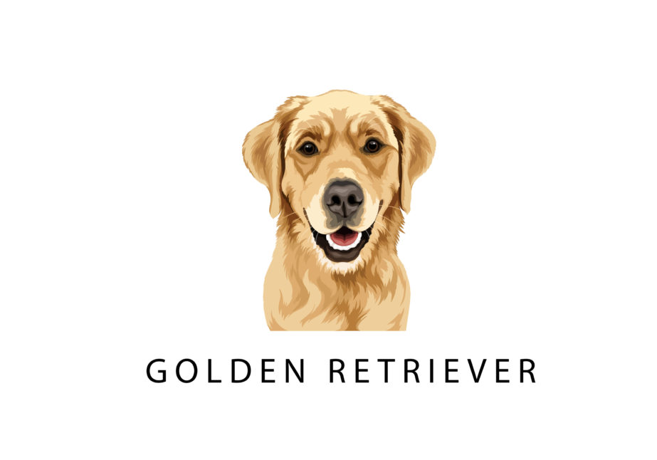 Golden Retriever - Original image