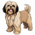 Shih Tzu Coloring Page 2