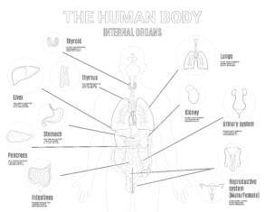Human Internal Organs - Coloring page