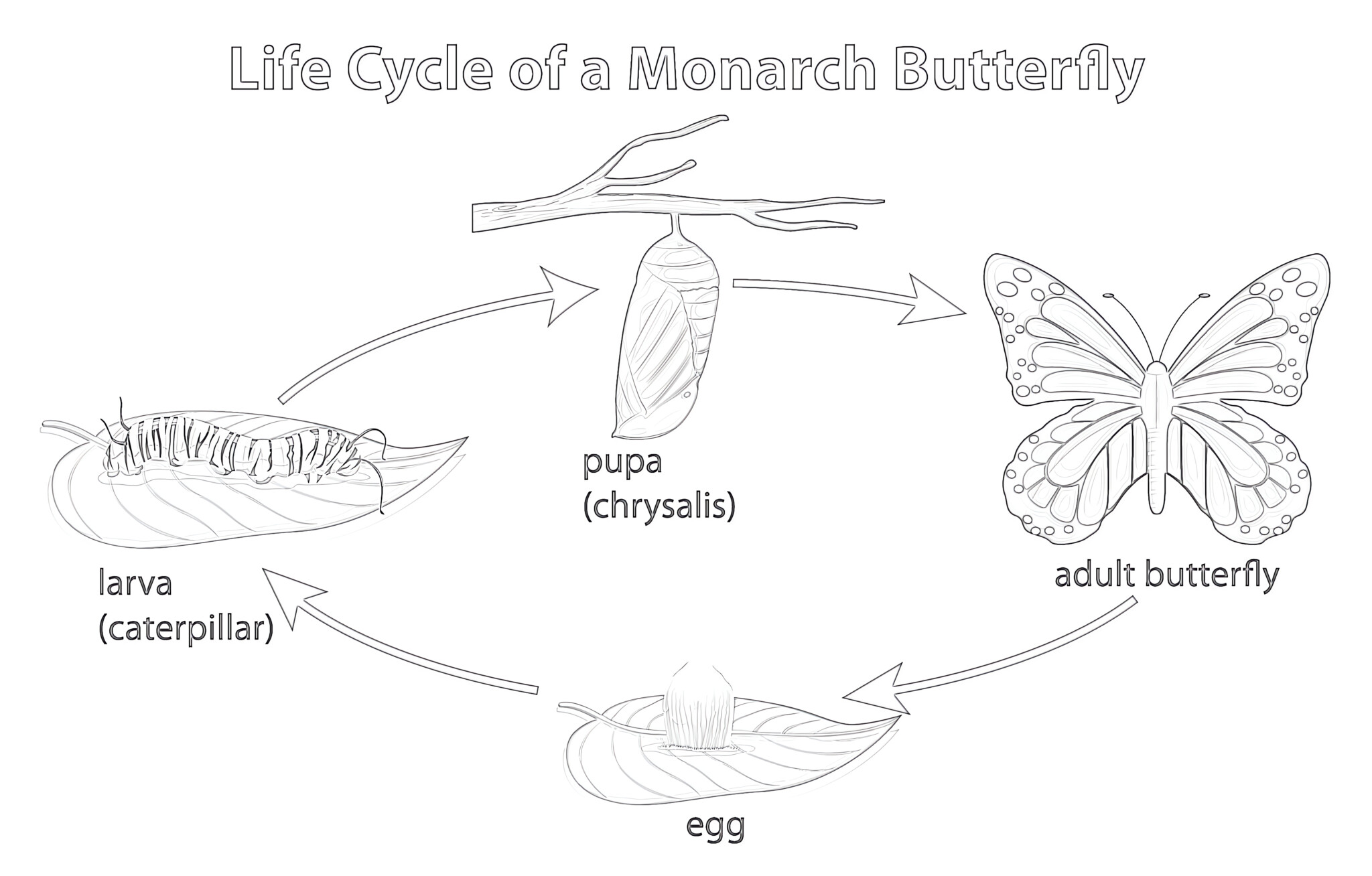 Printable Life Cycle Of Monarch Butterfly Coloring Page - Mimi Panda