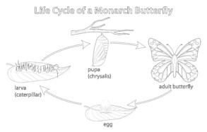 Life Cycle Of Monarch Butterfly - Coloring page