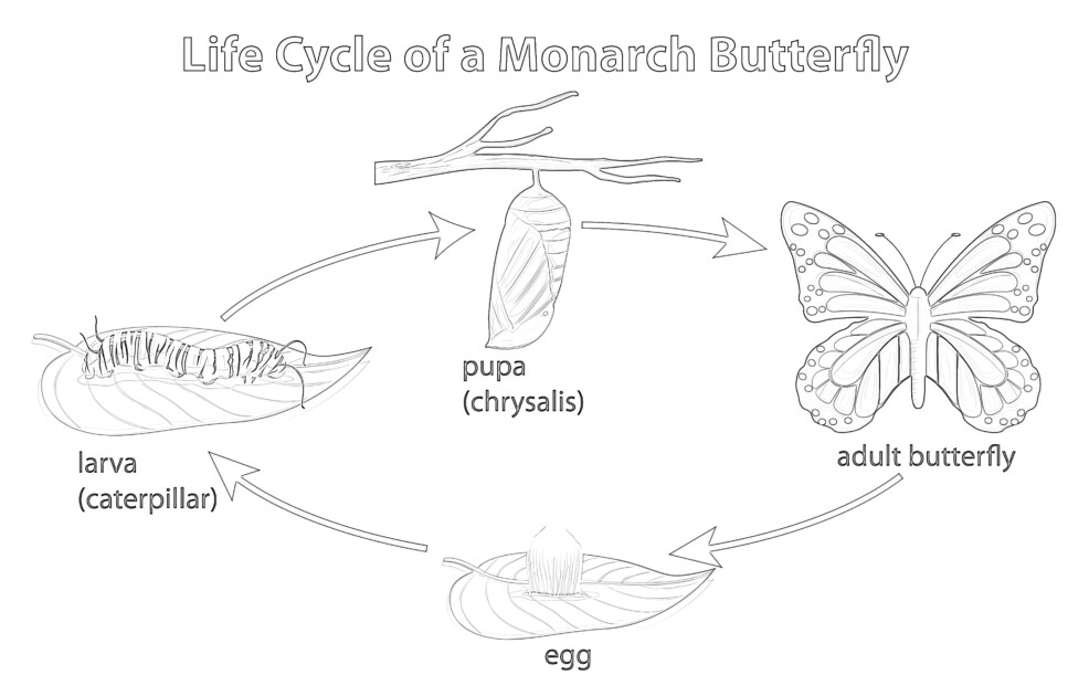Printable life cycle of monarch butterfly coloring page mimi panda