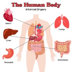 Human Internal Organs - Origin image