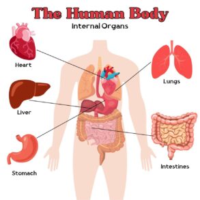 Human Internal Organs | Coloring Pages Mimi Panda