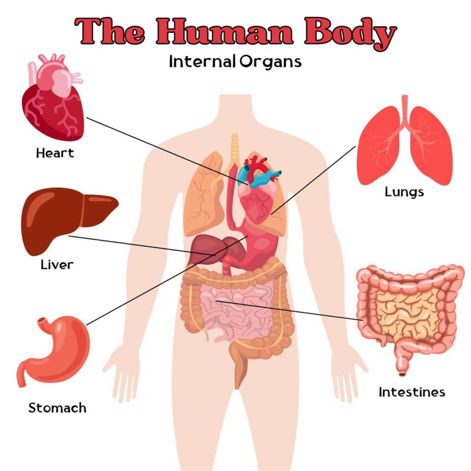 Human Internal Organs Coloring Page 2