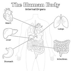 Human Internal Organs - Printable Coloring page