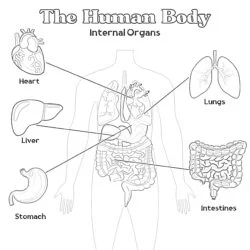 Human Internal Organs Coloring Page - Printable Coloring page