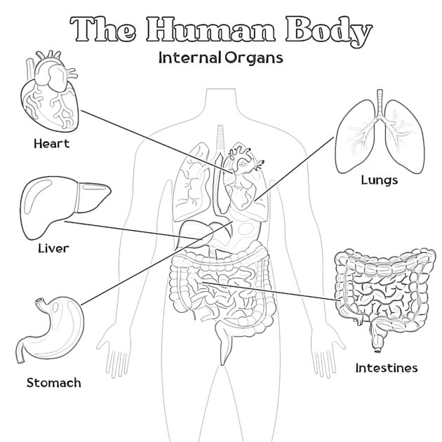 Printable Human Internal Organs Coloring Page - Mimi Panda