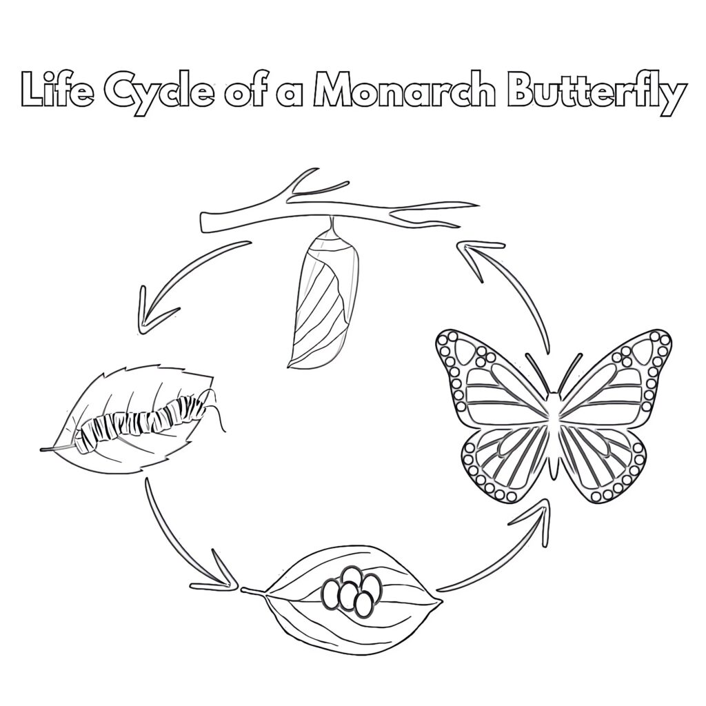 Life Cycle Of Monarch Butterfly Coloring Page Coloring Pages Mimi Panda Life cycle of monarch butterfly coloring page coloring pages mimi panda