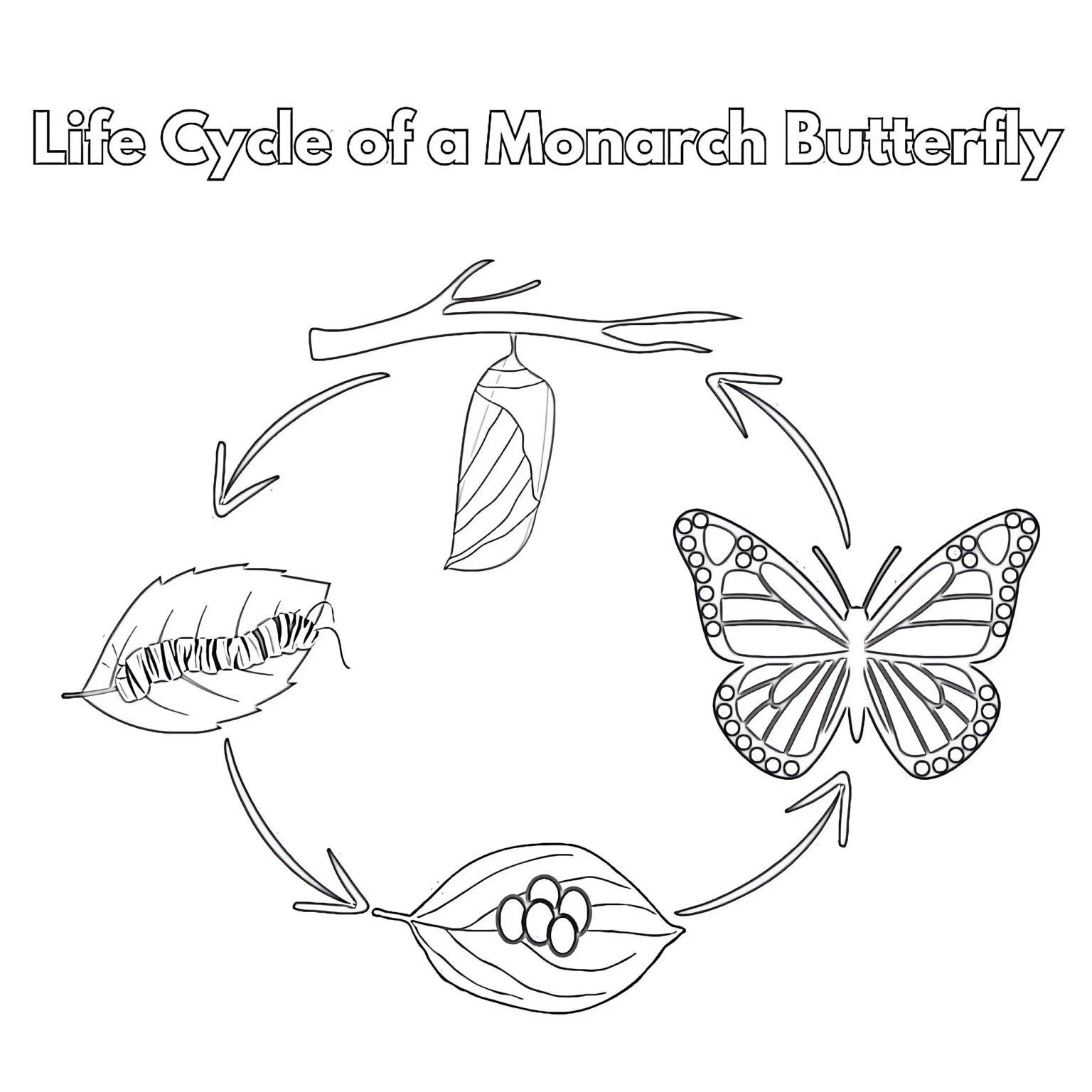 Life Cycle Of Monarch Butterfly Coloring Page | Coloring Pages Mimi Panda
