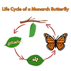 Printable Life Cycle Of Monarch Butterfly Coloring Page - Mimi Panda