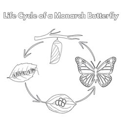 Life Cycle Of Monarch Butterfly - Printable Coloring page