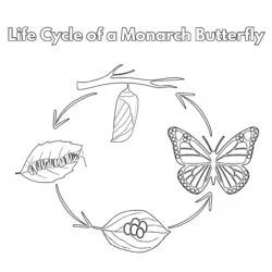 Life Cycle Of Monarch Butterfly Coloring Page - Printable Coloring page