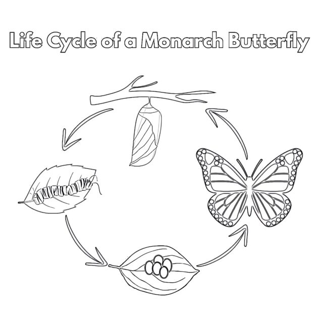 Life Cycle Of Monarch Butterfly | Coloring Pages Mimi Panda