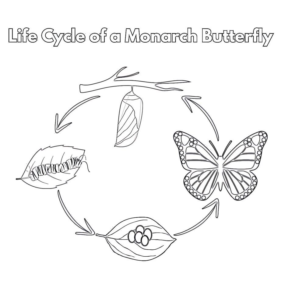 Life Cycle Of Monarch Butterfly Coloring Page