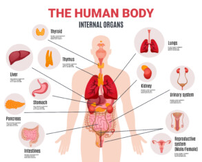 Human Internal Organs - Original image