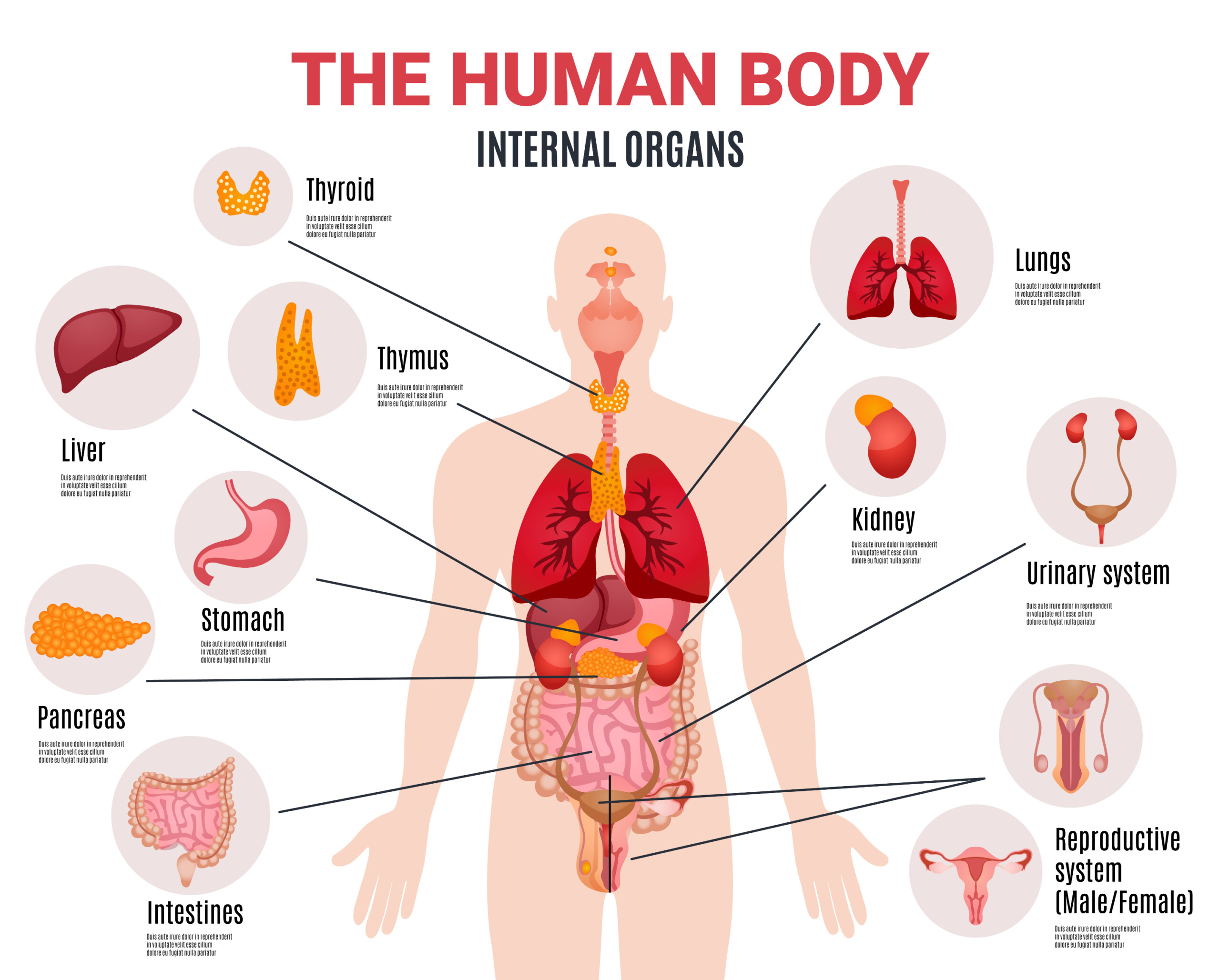 Human Internal Organs - Original image