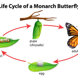 Life Cycle Of Monarch Butterfly - Origin image