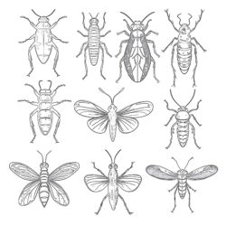 A Set Of Insect - Printable Coloring page