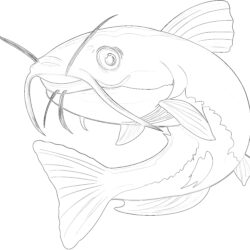 Catfish Cute Cartoon - Printable Coloring page