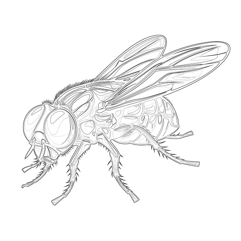 Fly Insect Coloring Page
