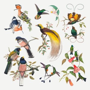 Vintage Beautiful Birds - Original image