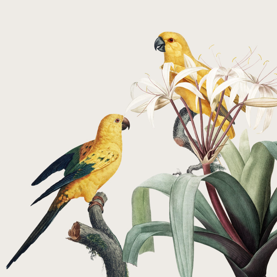 Vintage Two Yellow Parrots - Original image