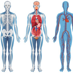 Body Structure Boy - Origin image