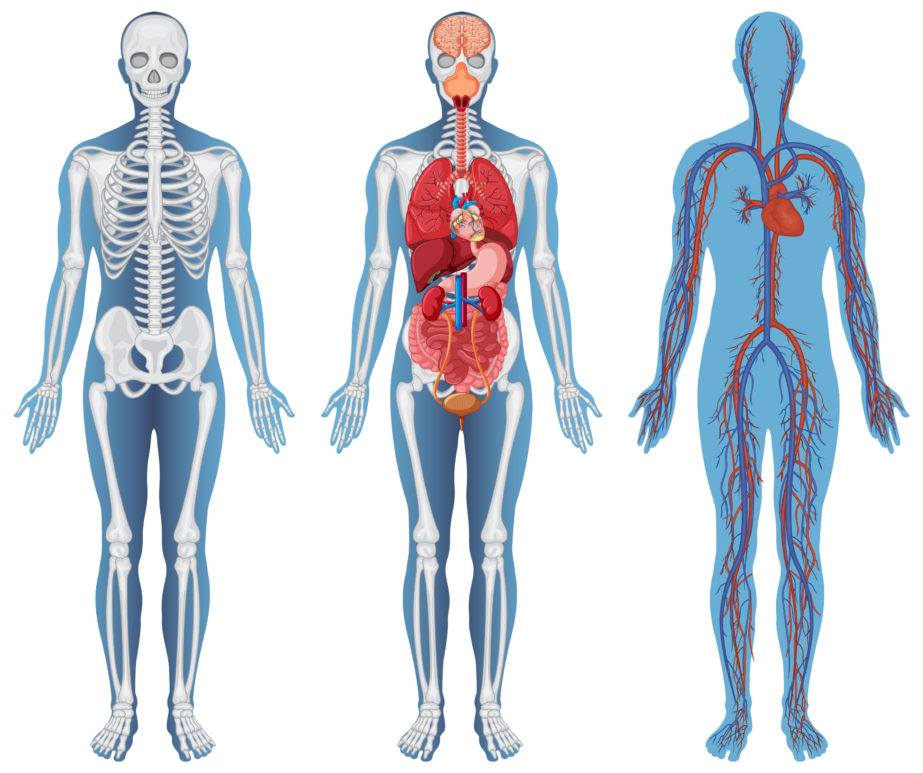 Anatomical Structure Human - Original image