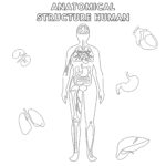 Anatomical Structure Human Coloring Page