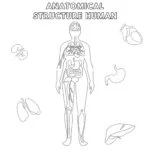 Anatomical Structure Human Coloring Page
