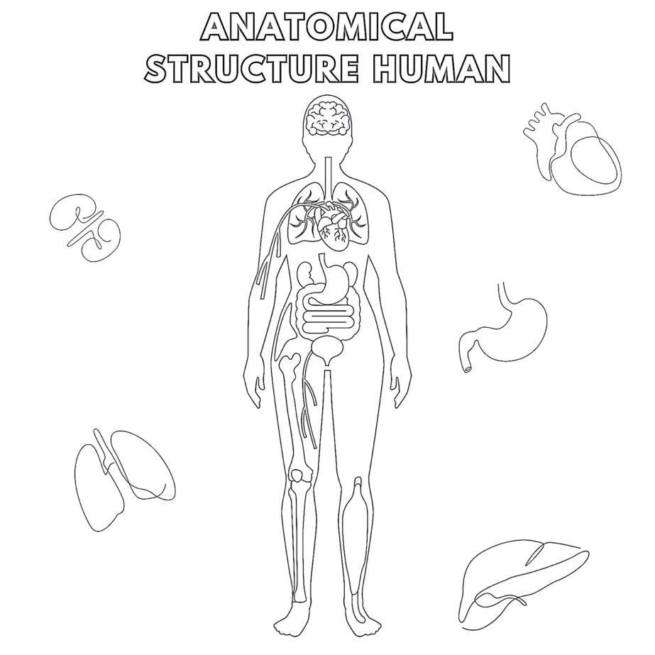 Anatomical Structure Human Coloring Page