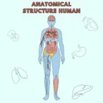 Anatomical Structure Human Coloring Page 2 2