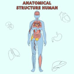 Anatomical Structure Human - Origin image