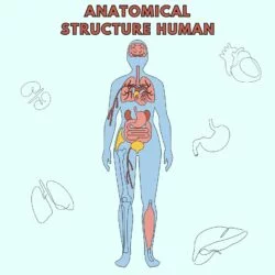 Anatomical Structure Human Coloring Page - Origin image