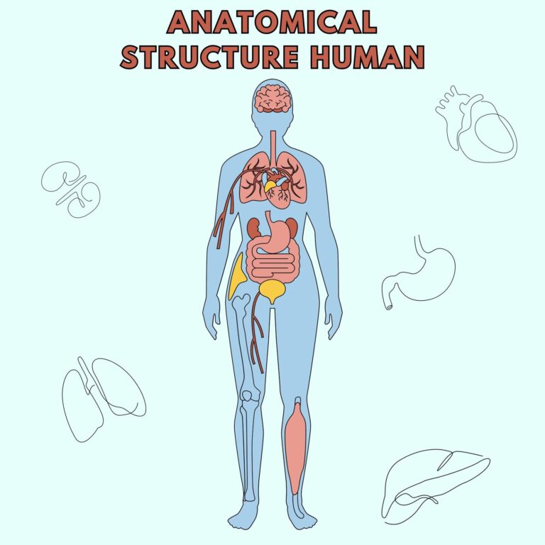 Printable Blood Flow Of The Human Coloring Page Biology Diagrams