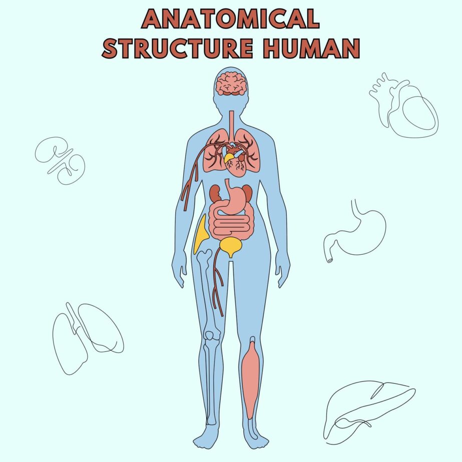 Anatomical Structure Human Coloring Page 2