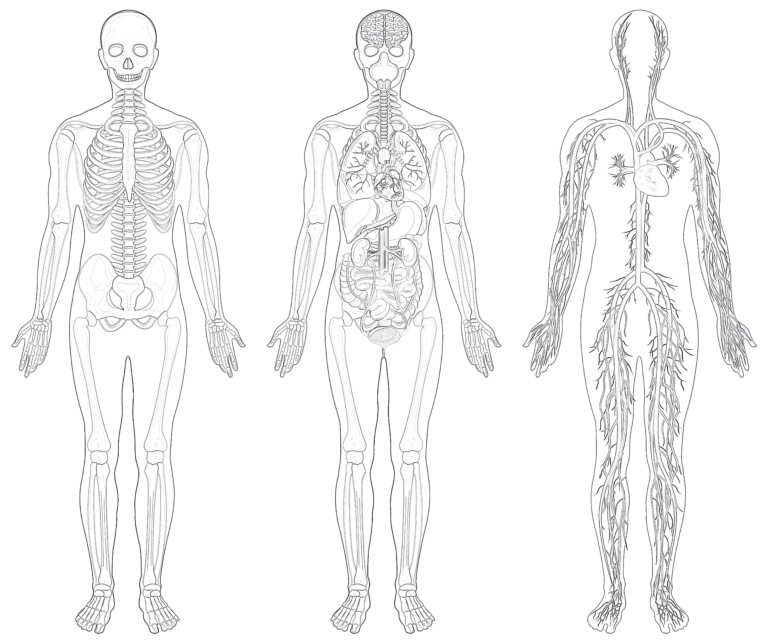 Printable Anatomical Structure Human Coloring Page - Mimi Panda