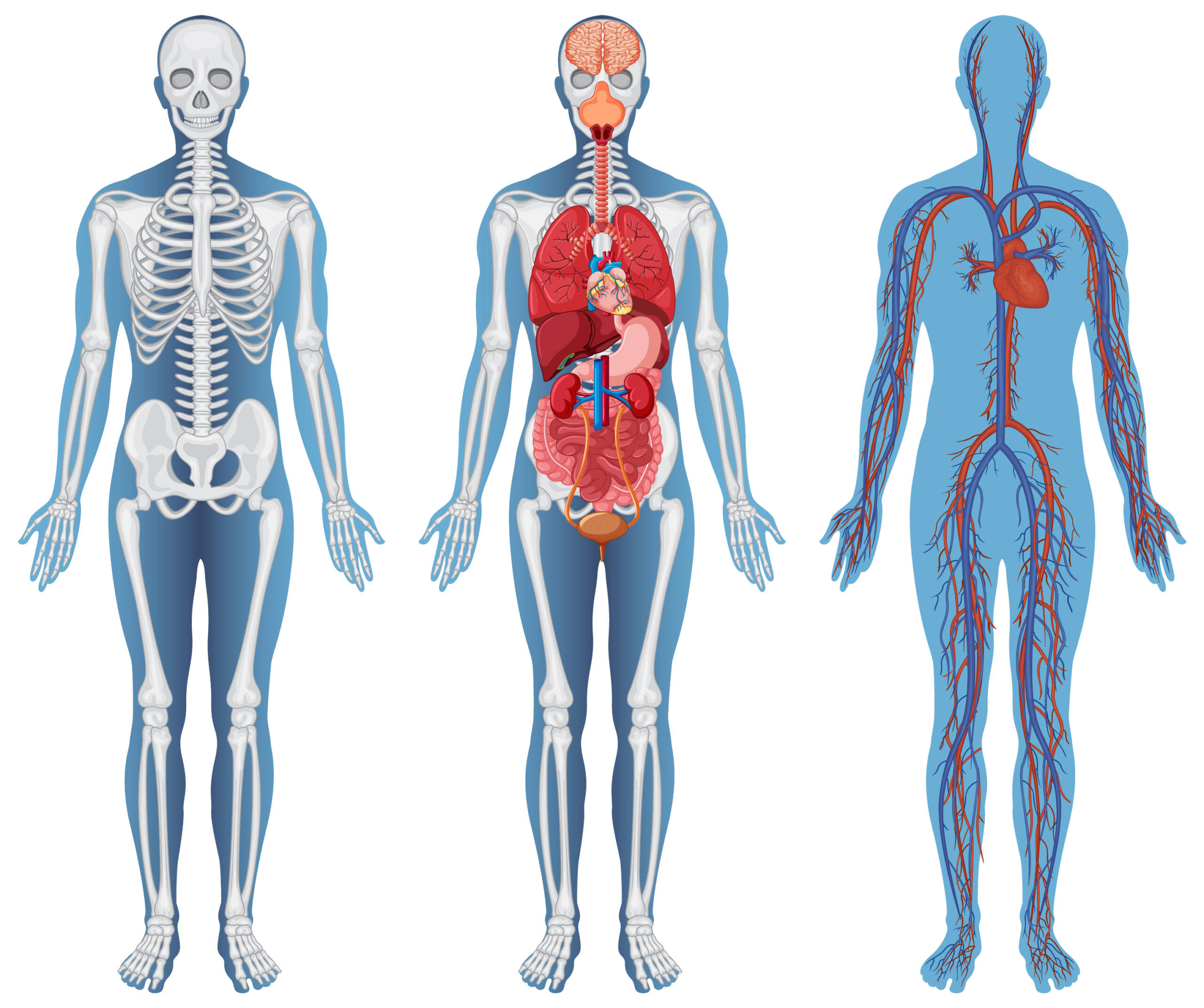 Anatomical Structure Human coloring page - Mimi Panda