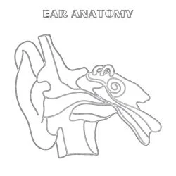 Anatomy Of The Ear - Printable Coloring page