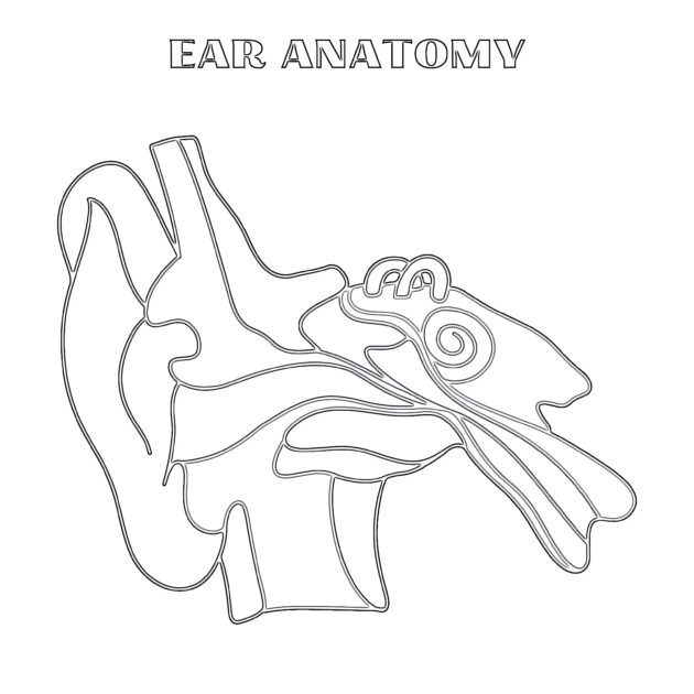 Anatomy Of The Ear | Coloring Pages Mimi Panda